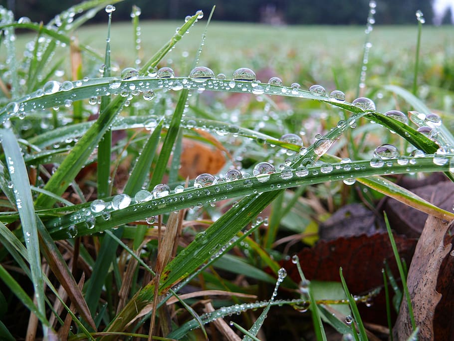 Dewdrop, Grass, Autumn, grass with dew, water, plant, green color HD wallpaper