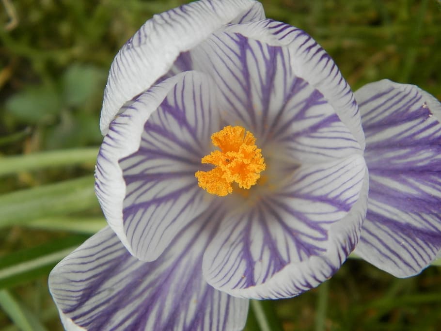 meadow, spring flowers, nature, crocus, flowering plant, freshness HD wallpaper