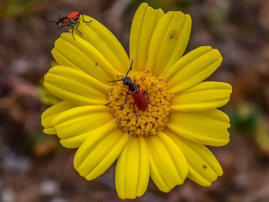 nature, flora, flower, spring, pollen, insect, beetles, petal HD wallpaper
