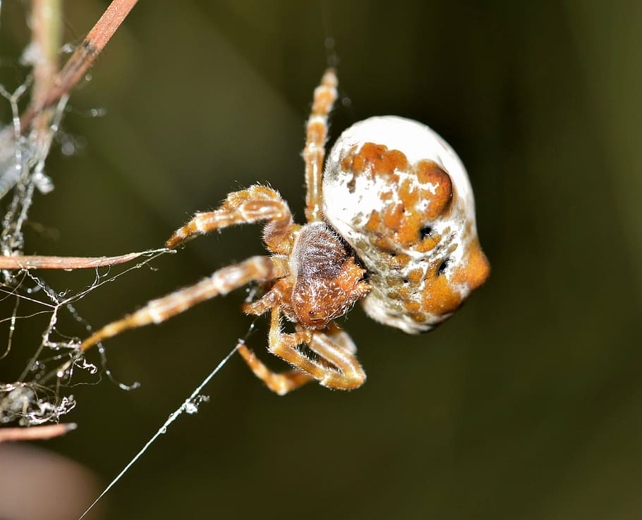 spider, bolas spider, web, webbed, trap, trapped, trapping HD wallpaper