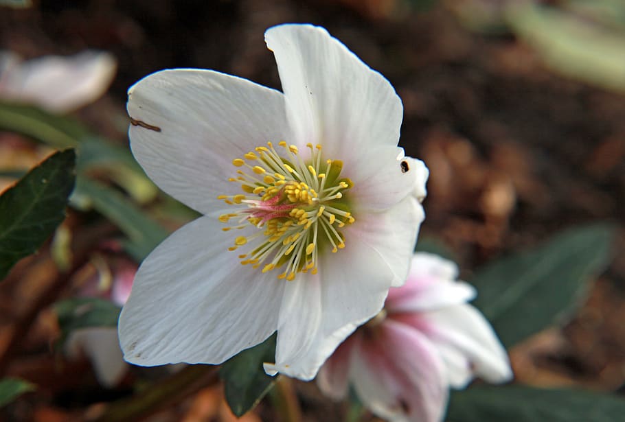Blossom, Bloom, White, Yellow, white blossom, flower, spring HD wallpaper