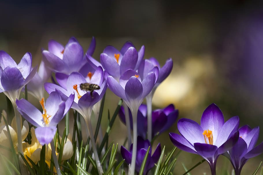 focused photo of a purple petaled flowers, crocus, schwertliliengewaechs HD wallpaper