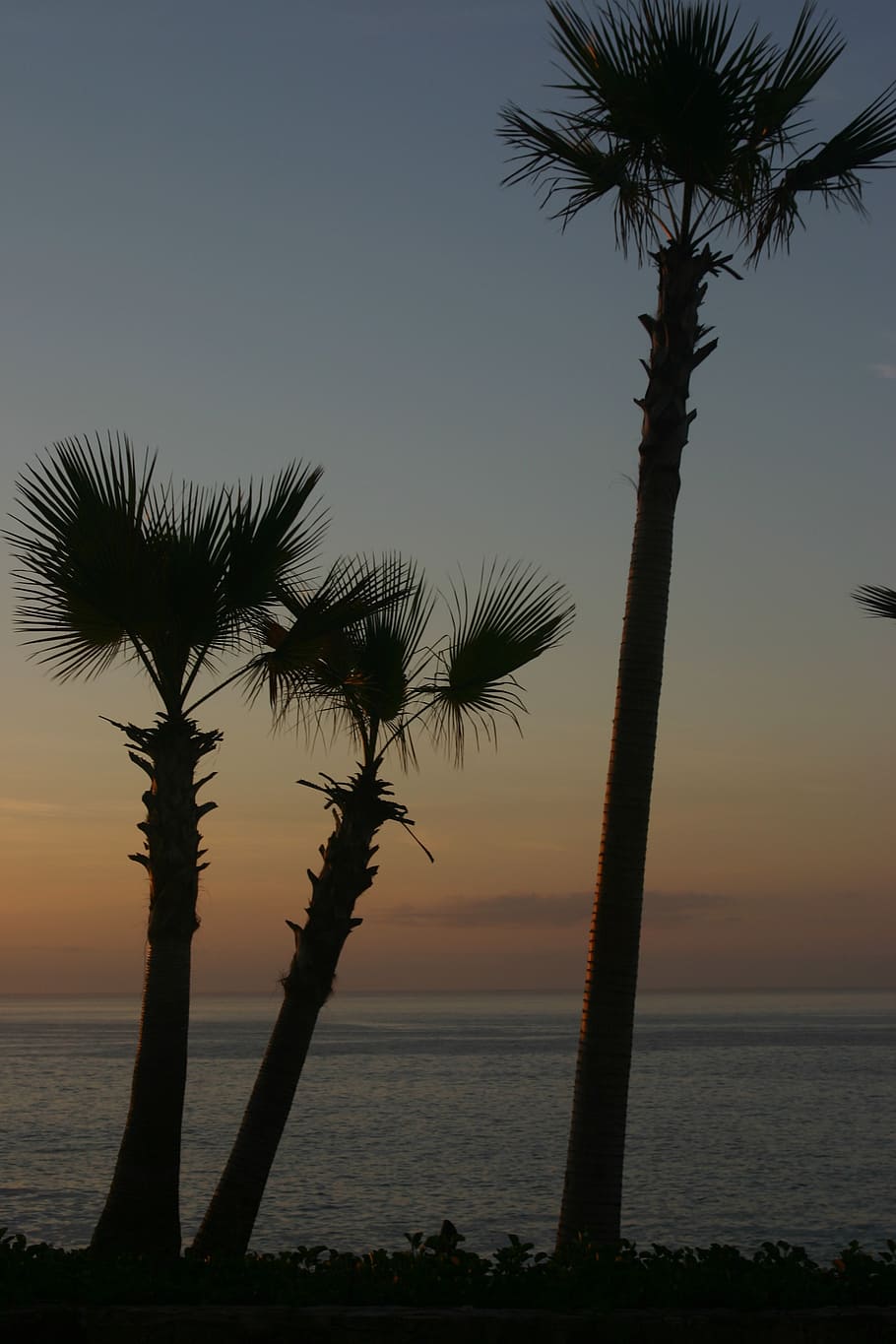 palm, trees, ocean, tropical, beach, sea, sky, water, sunset HD wallpaper