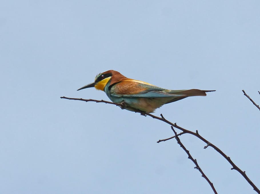 bee-eater, branch, abellerol, bird, merops apiaster, almond tree HD wallpaper
