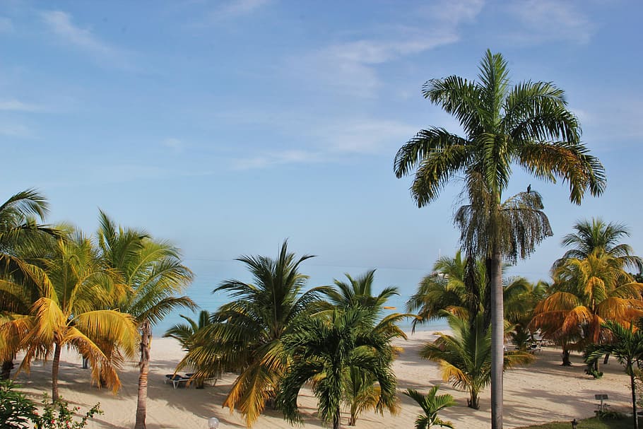 Jamaica, Palm Trees, Beach, typical jamaican, paradise, exotic