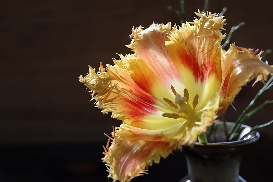 Tulip, Flower, Blossom, Bloom, Yellow, orange, red, stamp, blossomed HD wallpaper