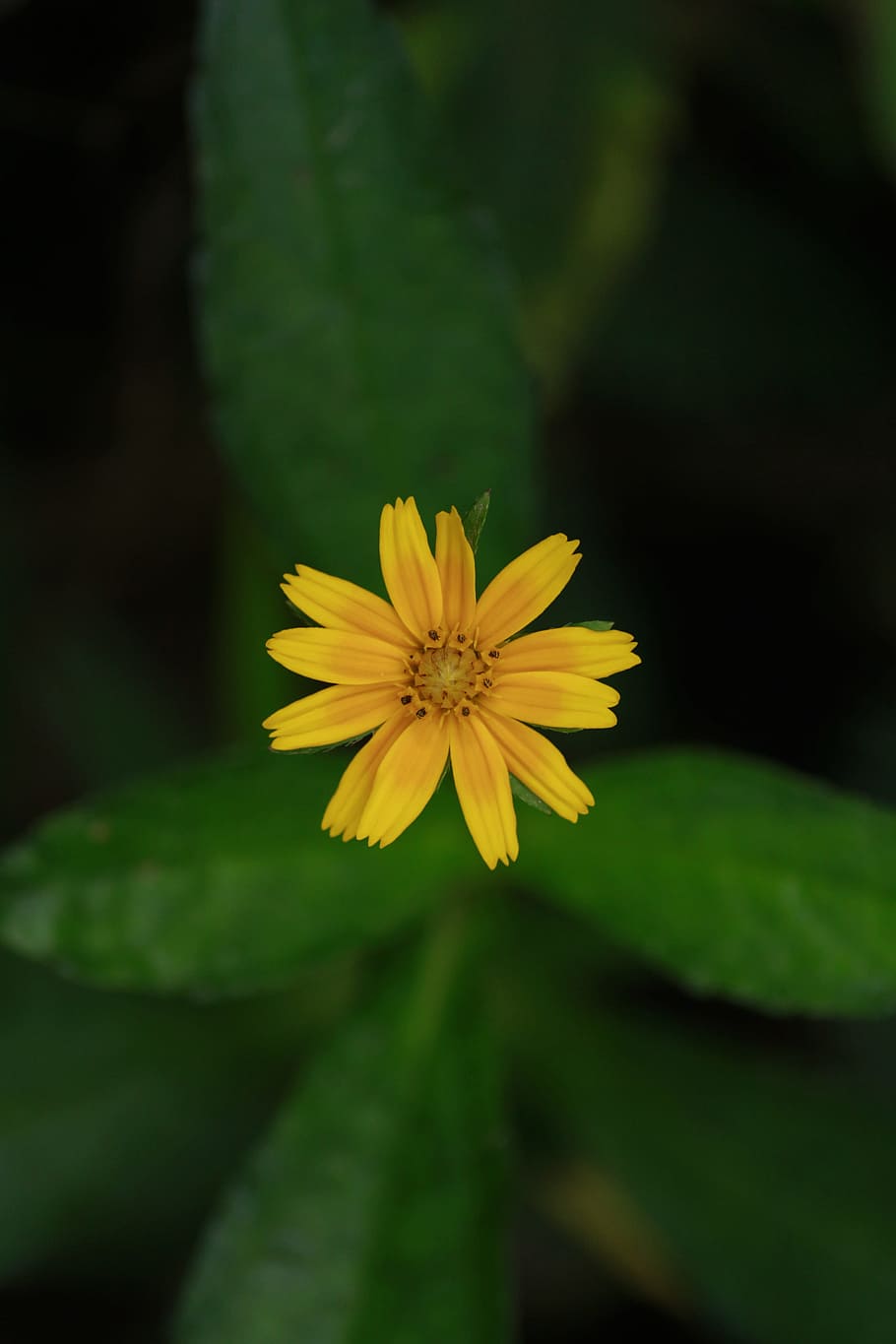 nature, petals, blur, leaves, bloom, blooming, blossom, close-up HD wallpaper