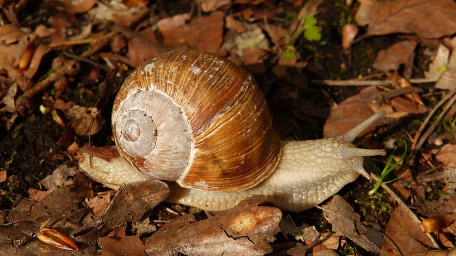 gray snail crawling on dry leaves, wirbellos, animal, nature, HD wallpaper