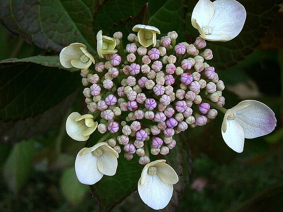 hydrangea, bud, purple, white, flowers, bush, blossom, bloom HD wallpaper