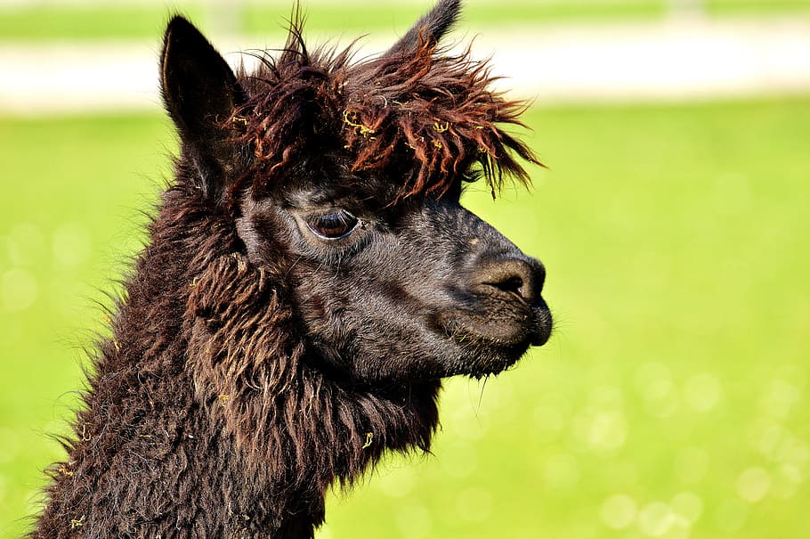 brown alpaca in shallow photo, Lama, Head, Animals, Cute, black HD wallpaper