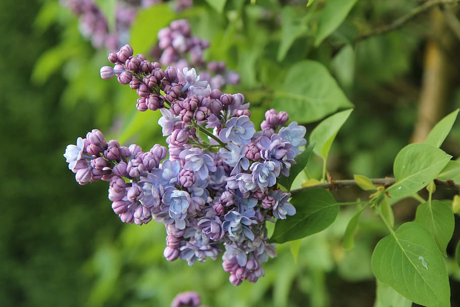 lilac, lilac button, spring, spring season, plant, flower, flowering plant HD wallpaper