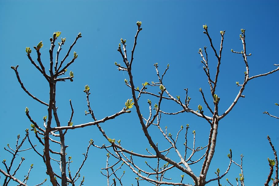 buds, branch, tree, spring, nature, blue, sky, outdoors, forest HD wallpaper