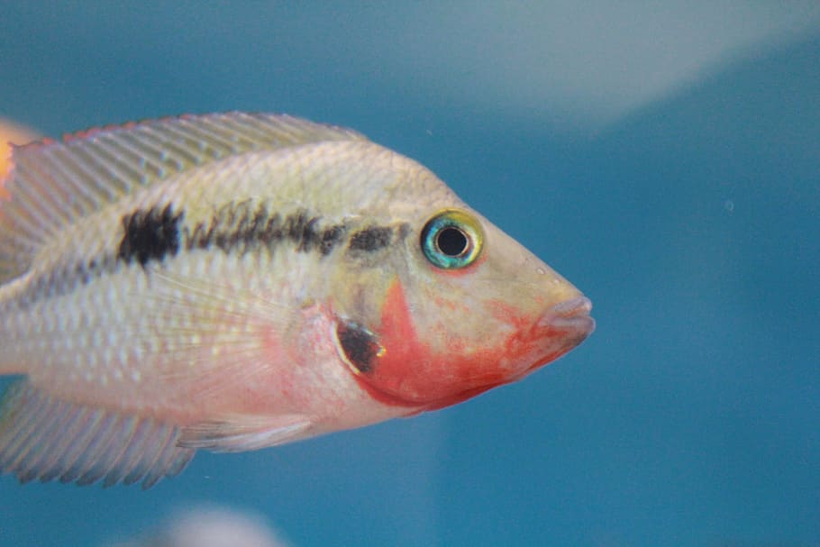 fish, white, fish tank, aquarium, vertebrate, animal, animal themes HD wallpaper