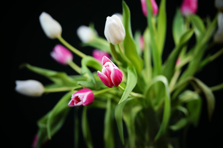 selective focus photography of white and pink tulips, spring HD wallpaper
