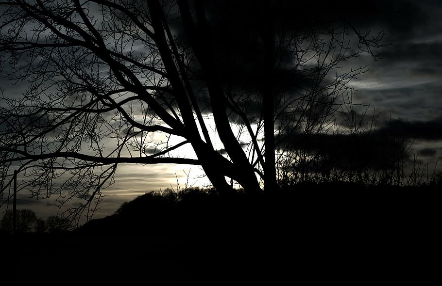 tree, dark, weird, mystical, outdoor, back light, silhouette HD wallpaper