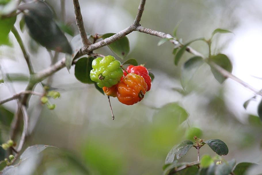 Fruit, Green, Orange, Greens, Macro, berry, tree, autumn, food and drink HD wallpaper