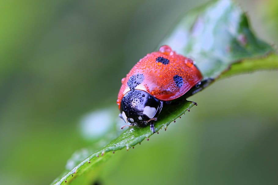 ladybug, macro, nature, plant, garden, red, dew, morning, drops HD wallpaper