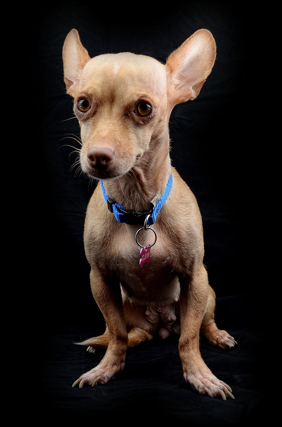 Symmetrical Image of a Standing Chihuahua Dog · Free Stock Photo