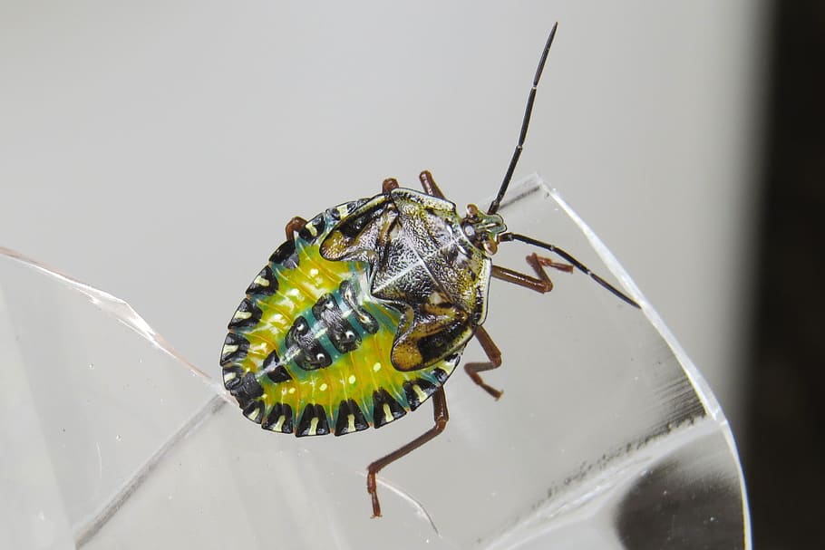nymph, bug, insect, arthropod, maria-stinky, animal, insecta HD wallpaper