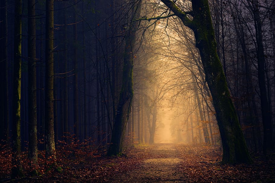 yellow lights between trees, empty pathway between trees, forest HD wallpaper