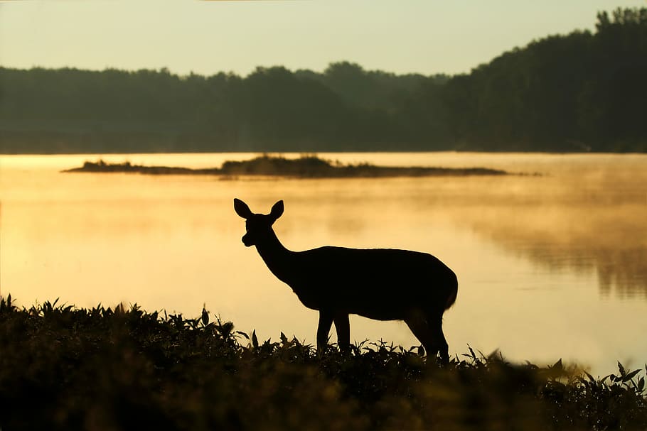 silhouette of deer near lake, silhouette of deer near body of water, HD wallpaper