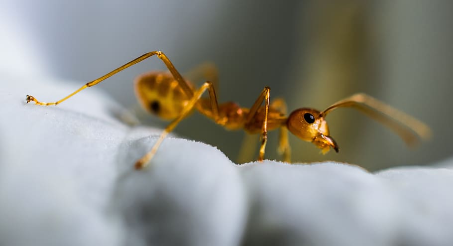 red ant, macro, insect, animal themes, animal wildlife, one animal, HD wallpaper