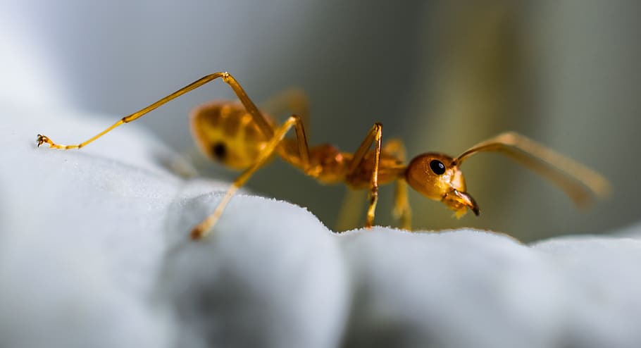 red ant, macro, insect, animal themes, animal wildlife, one animal HD wallpaper