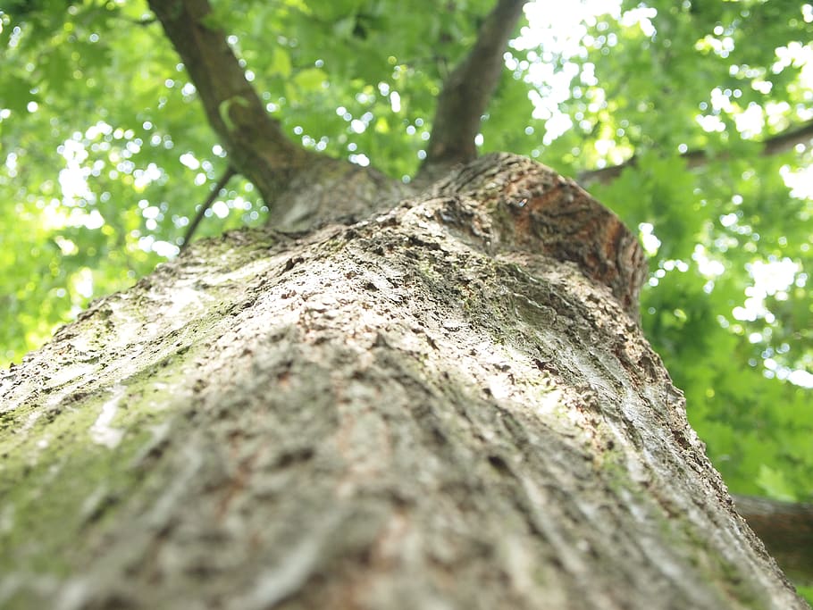 tree, log, summer, tree trunk, plant, nature, day, green color HD wallpaper