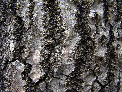 tree, rough, birch, texture, birch bark, rough birch bark, tree trunk HD wallpaper