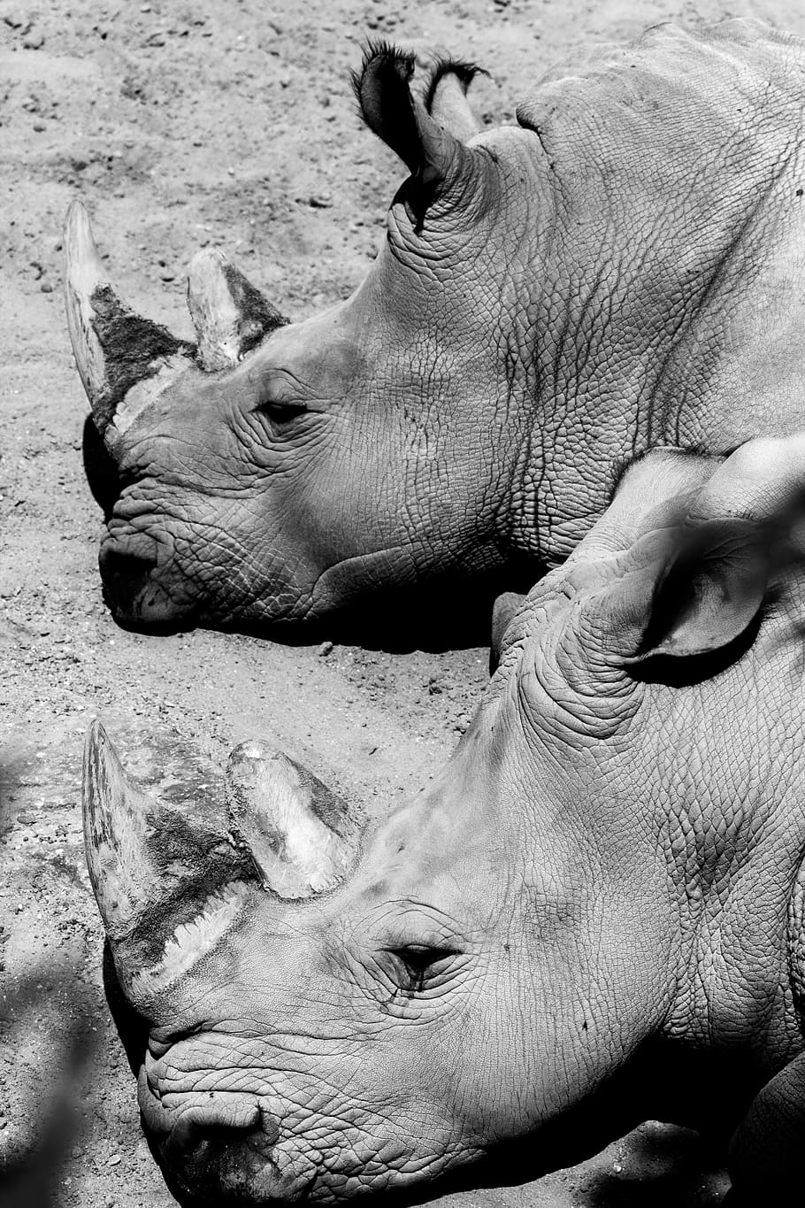 grayscale photography of two rhinoceros, two gray rhinoceros lying on mud, HD wallpaper