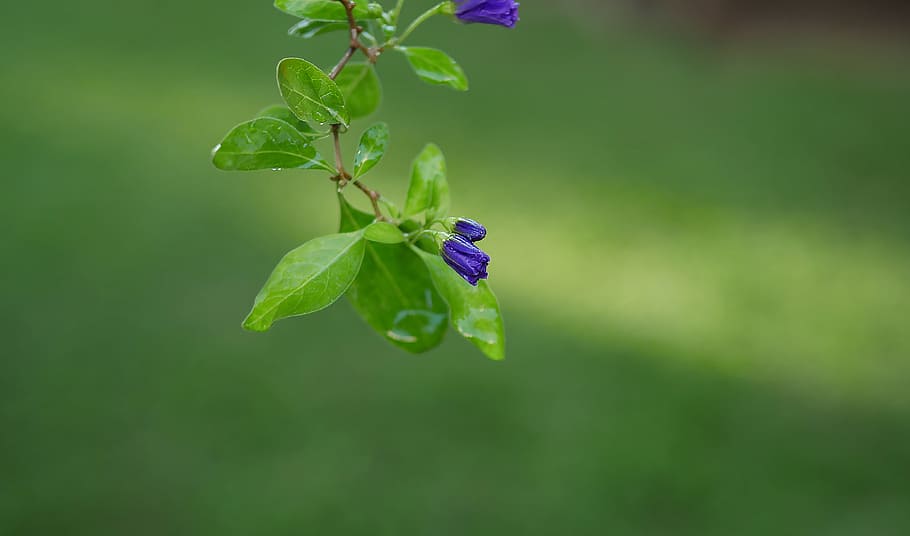 leaf, flora, nature, garden, growth, plant part, green color HD wallpaper