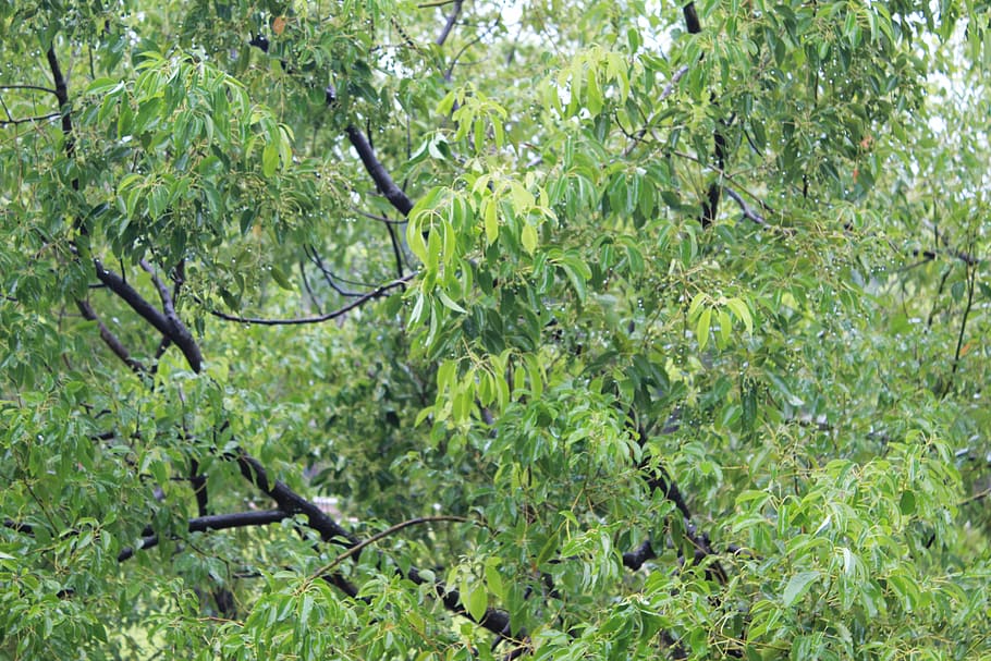 trees, green, green tree background, plant, growth, green color HD wallpaper