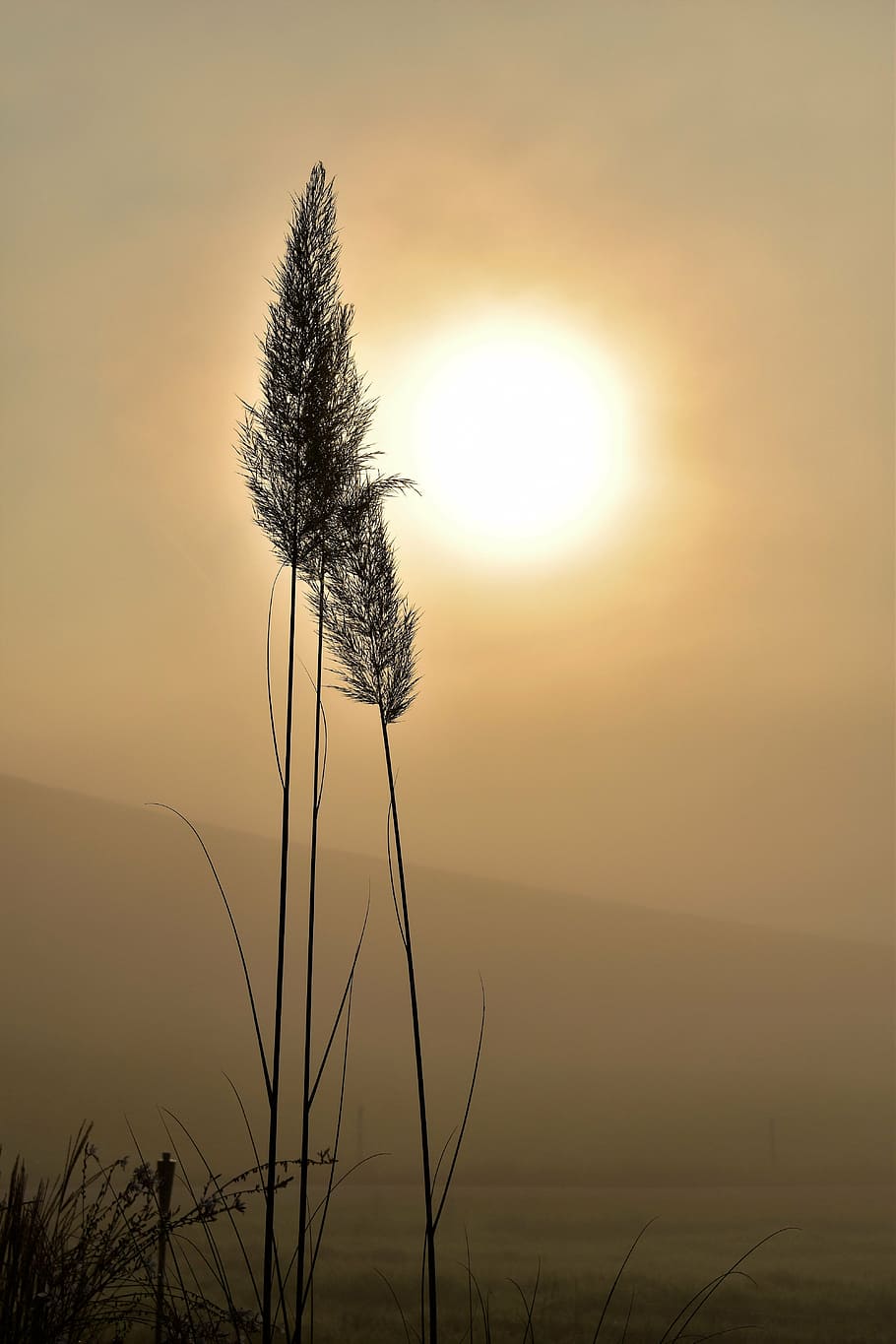 silhouette of grass at golden hour, back light, fog, grasses HD wallpaper