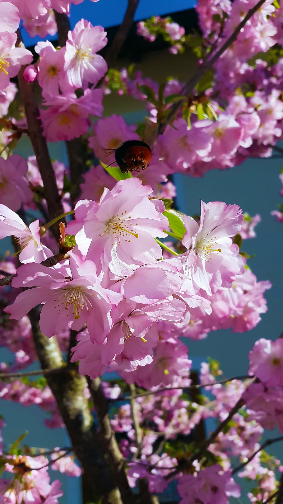 flowers, spring, nature, full bloom, pink, early bloomer, plant HD wallpaper