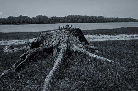 trunk, nature, environment, bark, wood, polution, polluted HD wallpaper