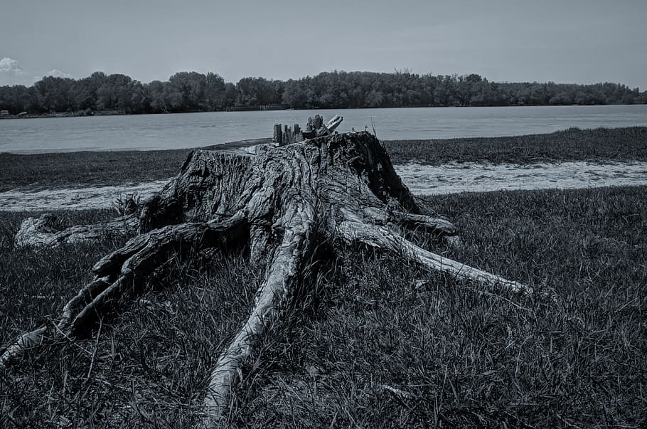 trunk, nature, environment, bark, wood, polution, polluted HD wallpaper