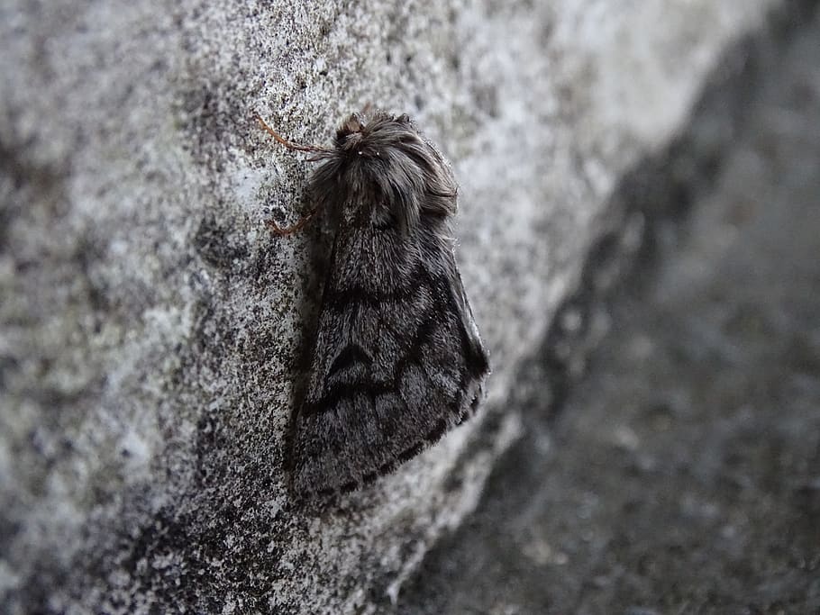 camouflage, moth, winter, unnoticed, one animal, animal themes HD wallpaper