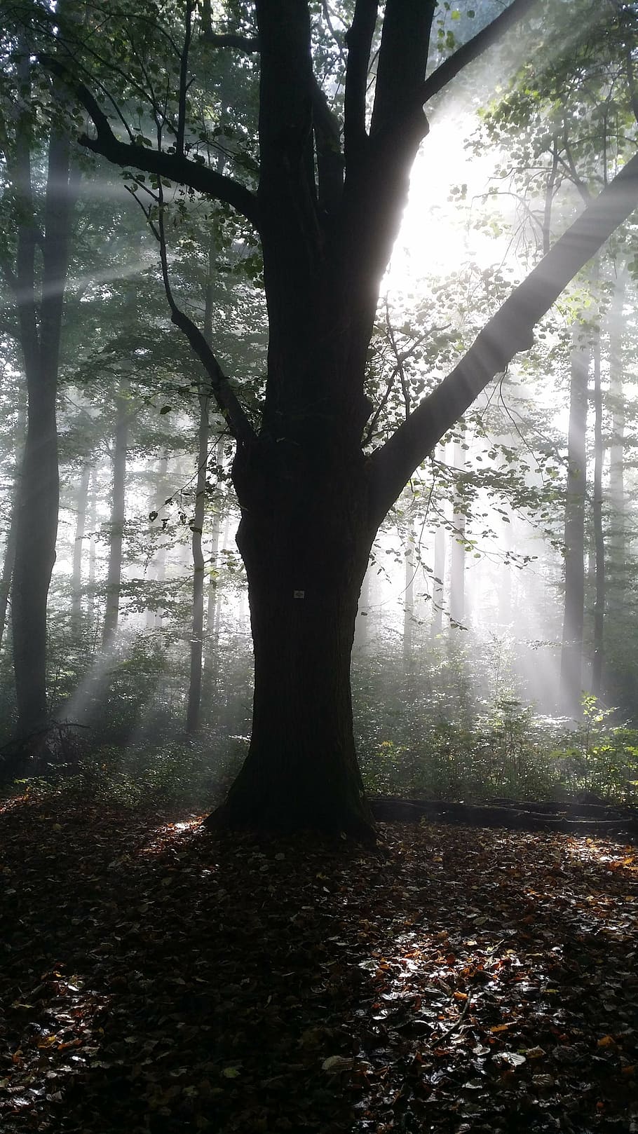 linde, back light, forest, tree, nature, fog, woodland, outdoors HD wallpaper