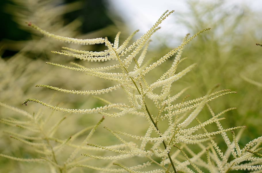 green leafed plants, nature, flower, macro, background, wildlife HD wallpaper