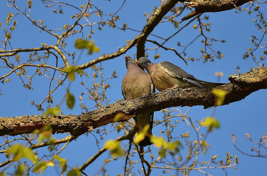 two birds on tree branch, Pigeons, Couple, Pair, twosome, animals, HD wallpaper