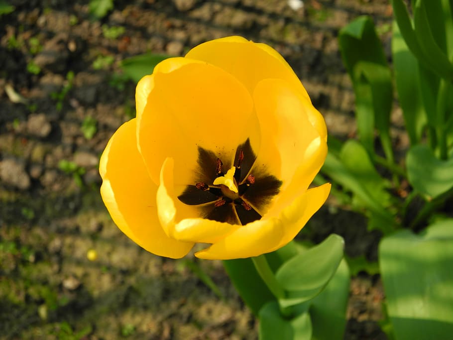 tulip, spring flower, yellow, plant, flowering plant, freshness HD wallpaper