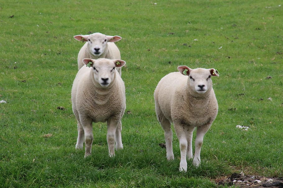 Texel, Sheep, Lamb, Animals, Grass, summer, pasture, livestock HD wallpaper