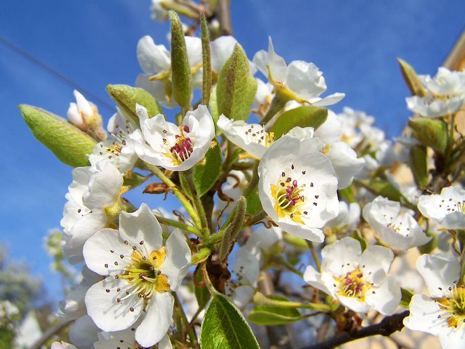flowering pear tree, white flower, fruit tree, spring, flowering plant HD wallpaper