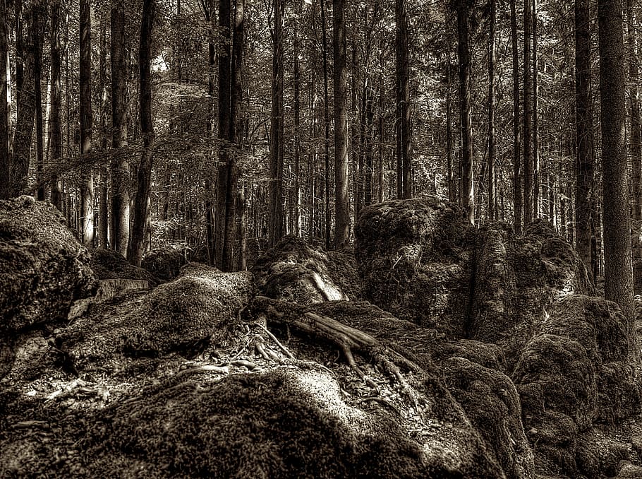 druid grove, forest, root, tree root, national park, overgrown HD wallpaper