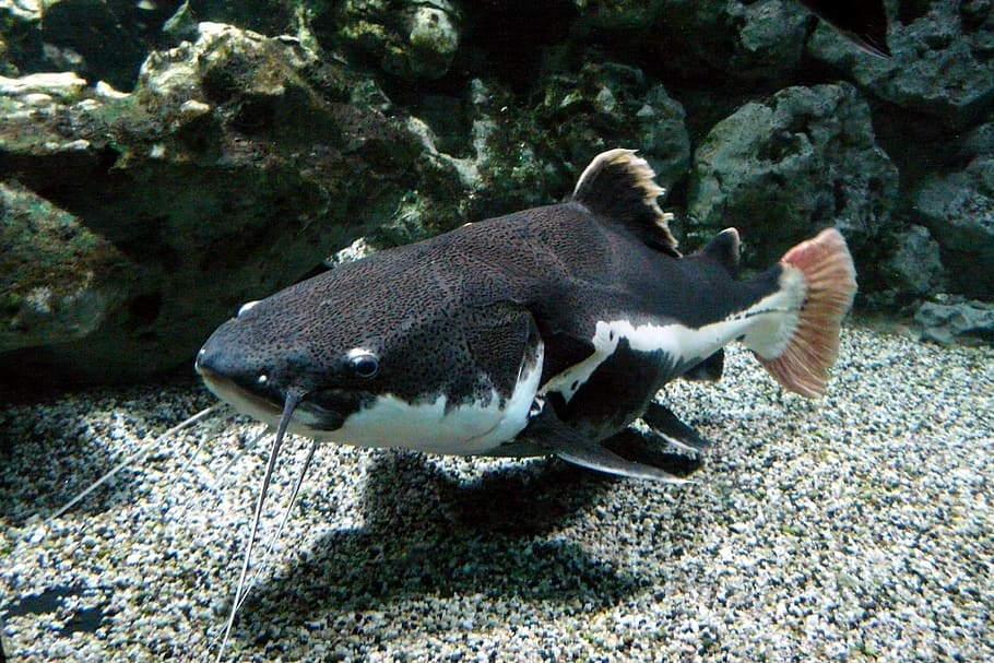 wels, freshwater fish, underwater, sea, nature, animal, wildlife HD wallpaper