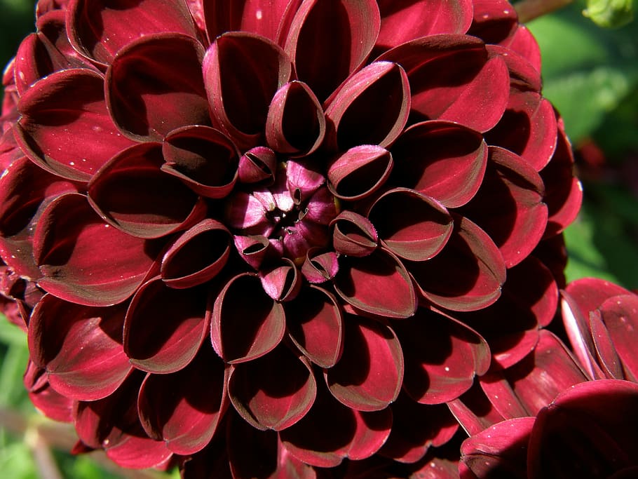 Dahlia, Flower, red, petal, close-up, focus on foreground, flower head HD wallpaper