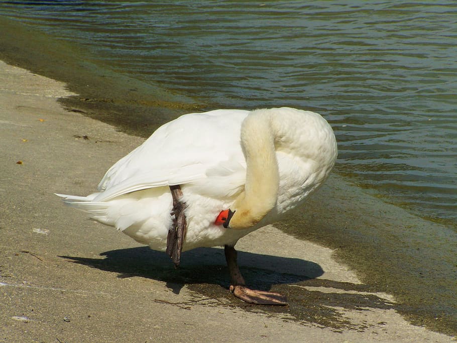 swan, preening, water bird, vertebrate, animal, animal themes HD wallpaper