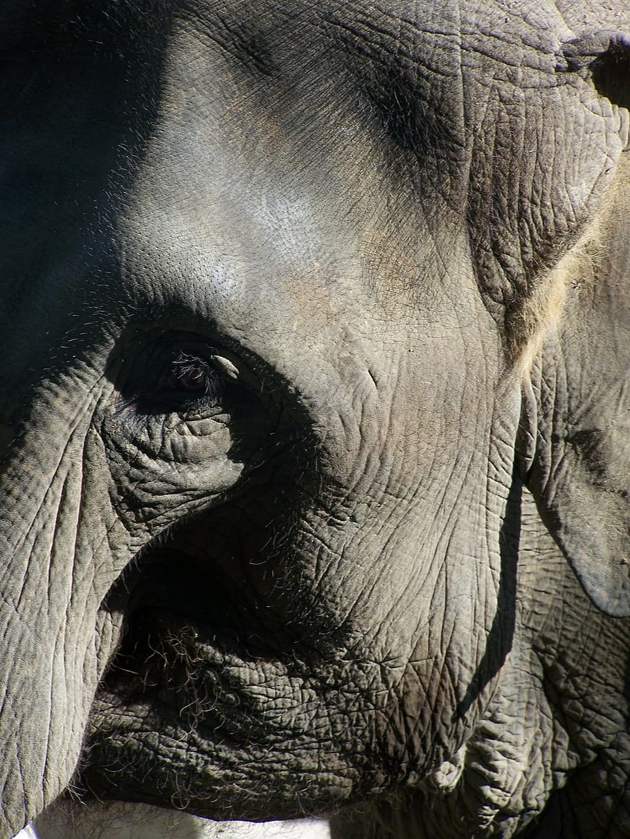 elephant, close, animals, zoo, wildlife, mammal, nature, large HD wallpaper
