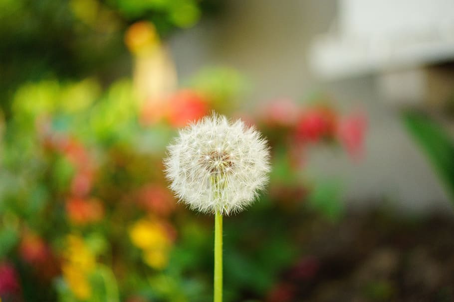 dandelion, single, bokeh, flower, freshness, flowering plant HD wallpaper