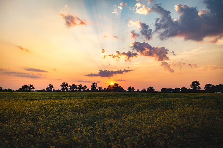 sunset, dusk, sky, clouds, grass, field, trees, nature, landscape HD wallpaper